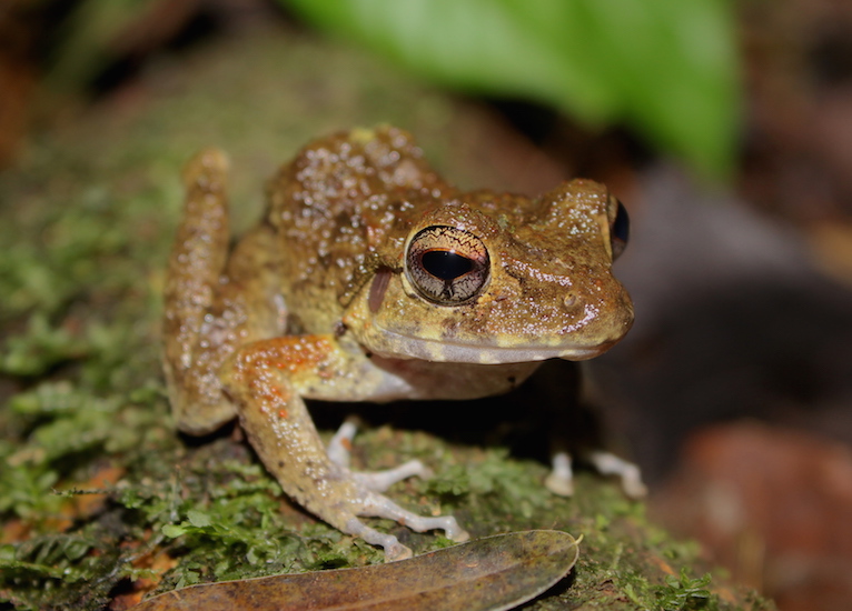 2015 Belize craugastor 1