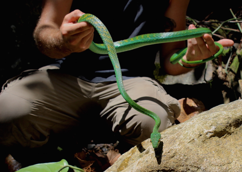 2015 Belize parrot snake