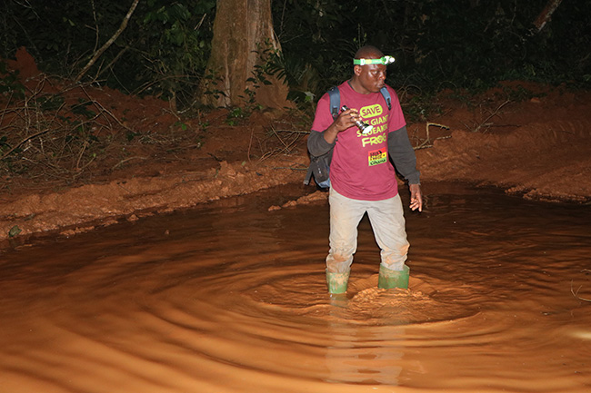 Gilbert Adum Frog Survey