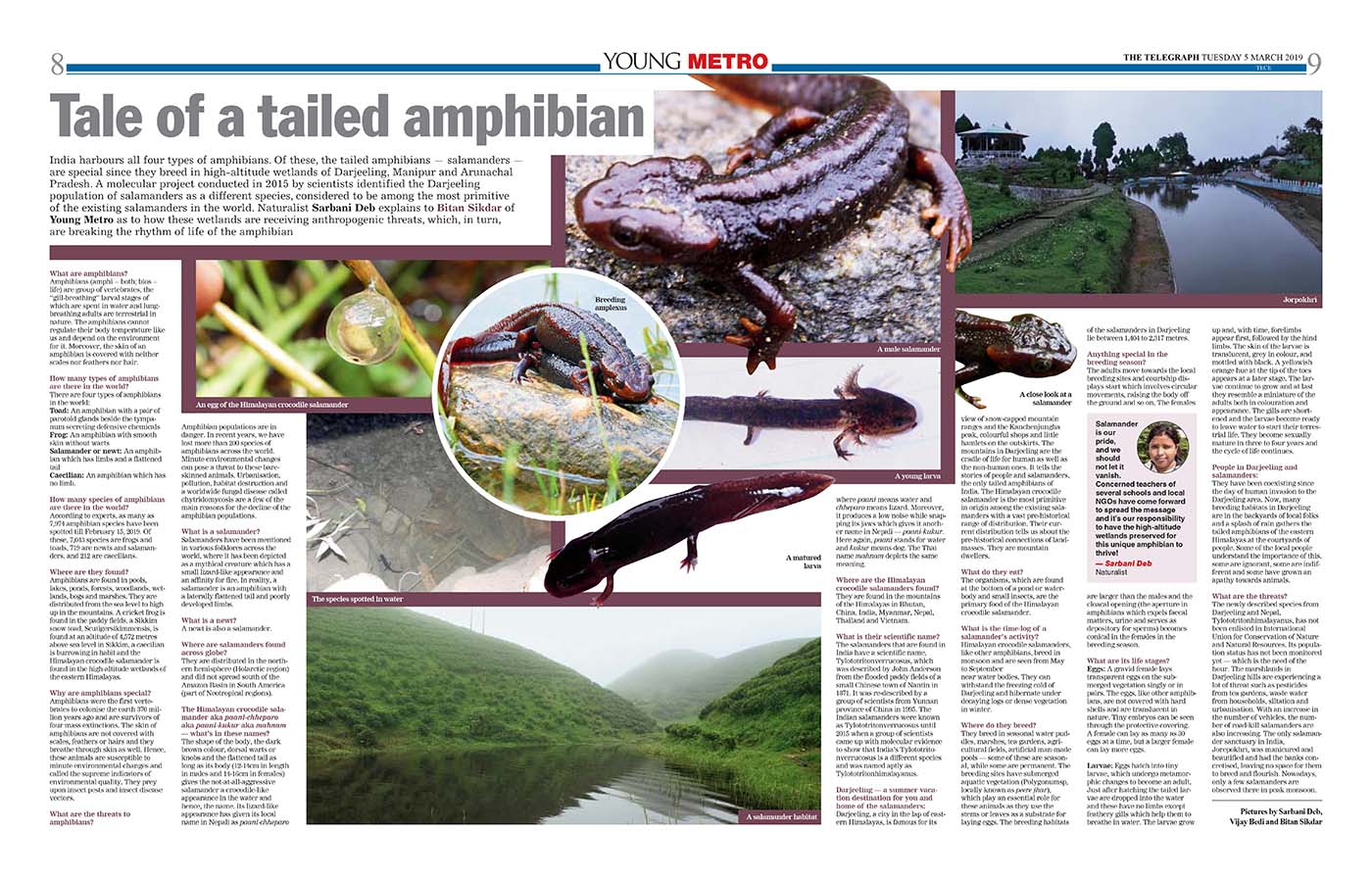Himalayan Crocodile Salamanders - Sarbani Nag Deb