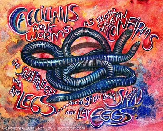 Caecilians - leah Jay - Amphibian Love