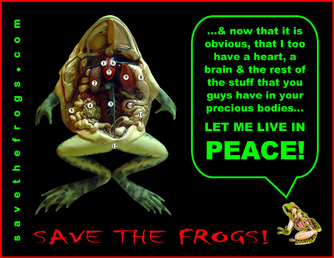 Frog Dissections Art