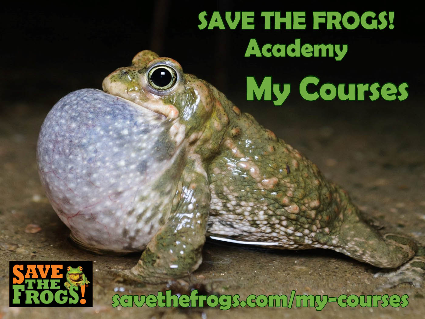 Save The Frogs Academy