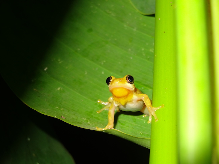 Afrixalus dorsalis calling 2