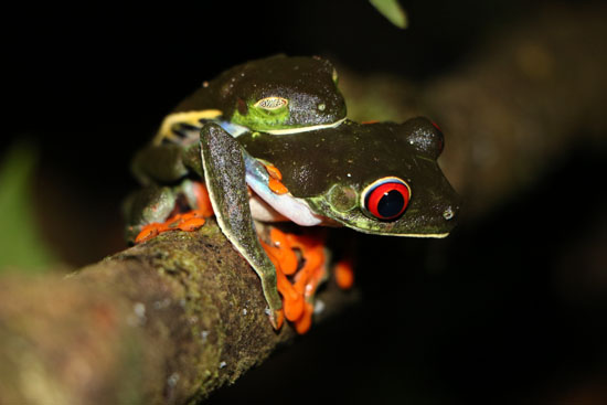 Agalychnis callidryas Red Eyed Treefrogs amplexus TAMU Soltis Center 3
