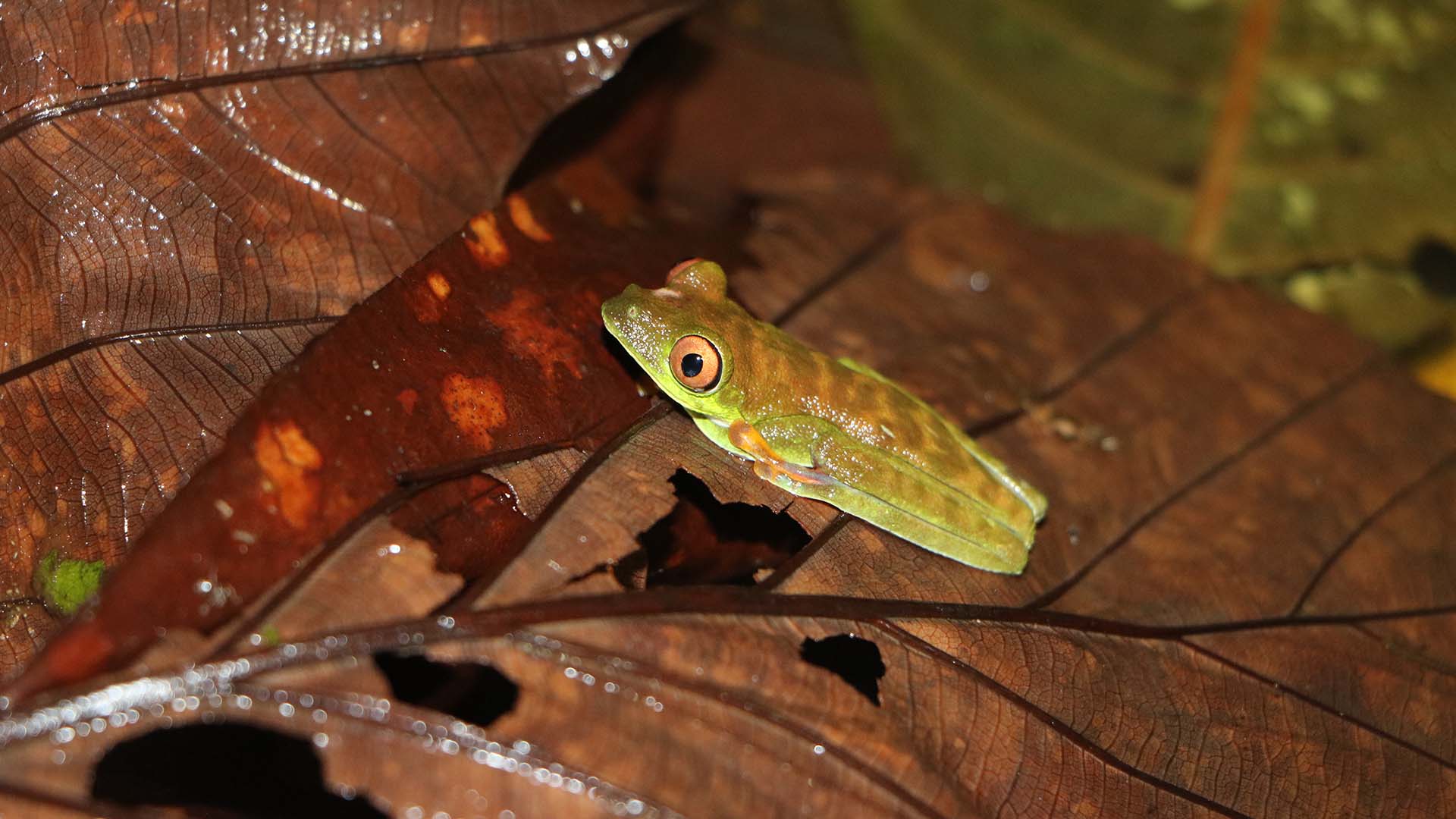 Costa Rica Amphibians