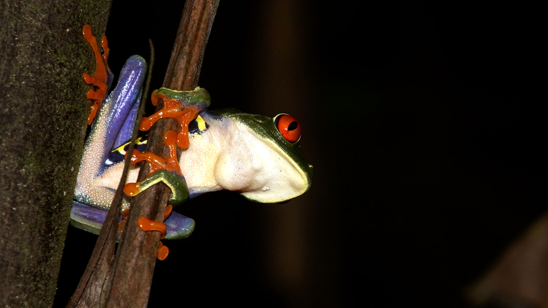 Amphibian Names