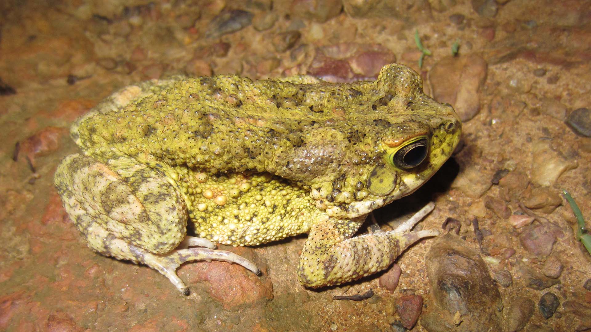 ghana frog biologist