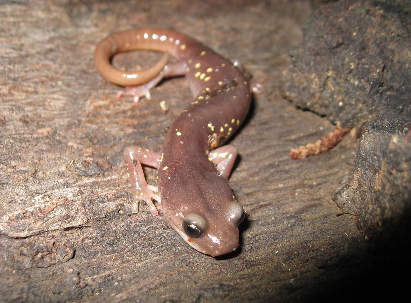 Aneides lugubris - Arboreal Salamander - California