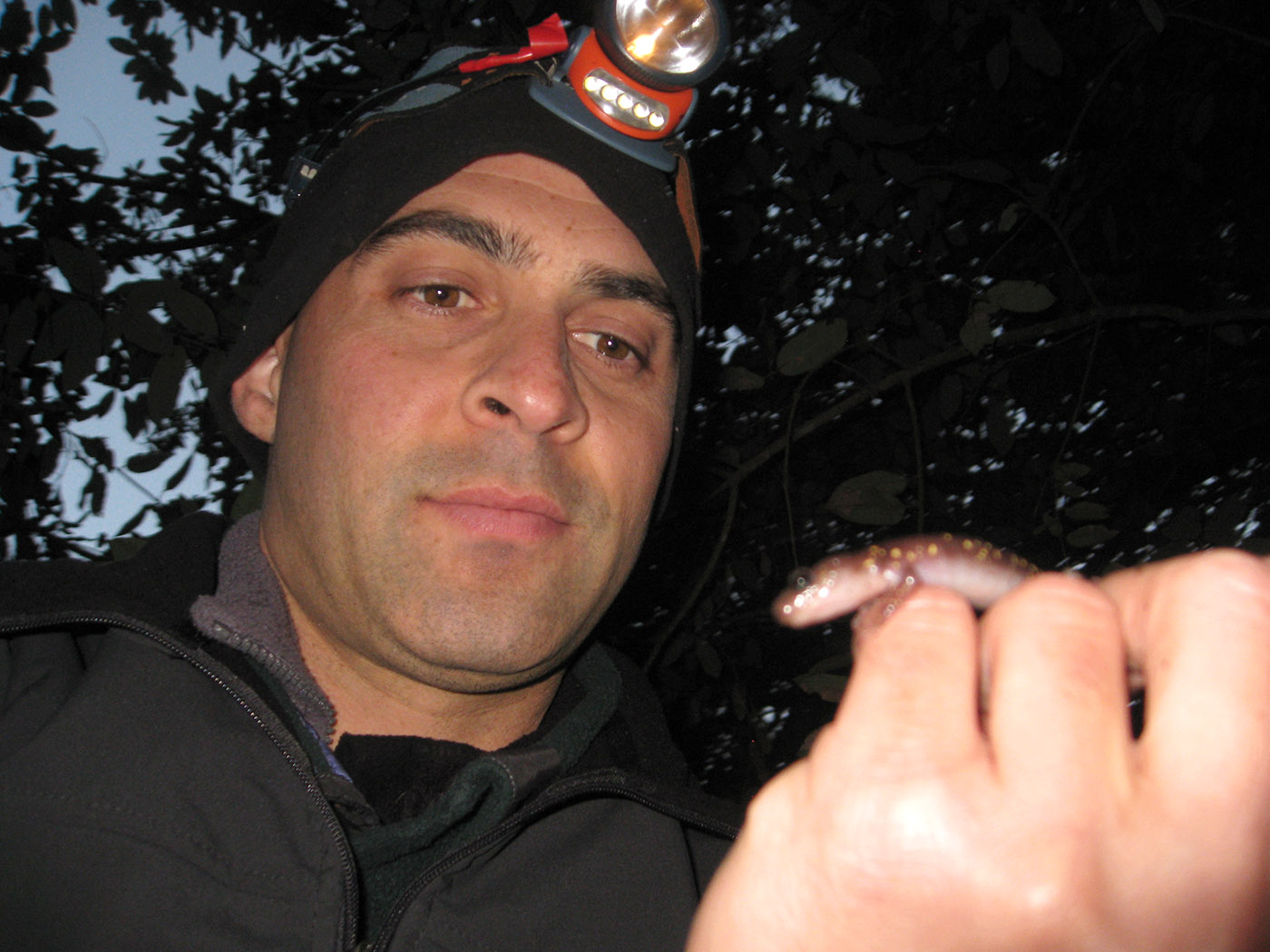 Aneides lugubris - Arboreal Salamander - Kerry Kriger - California