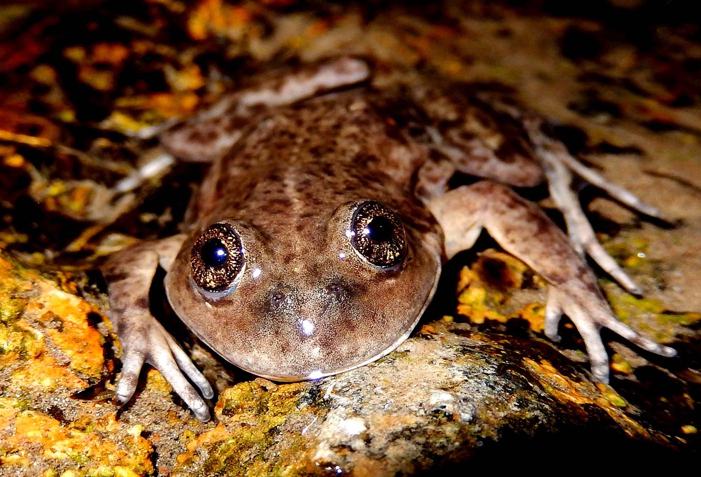 Argentina Federico Kacoliris Frogs