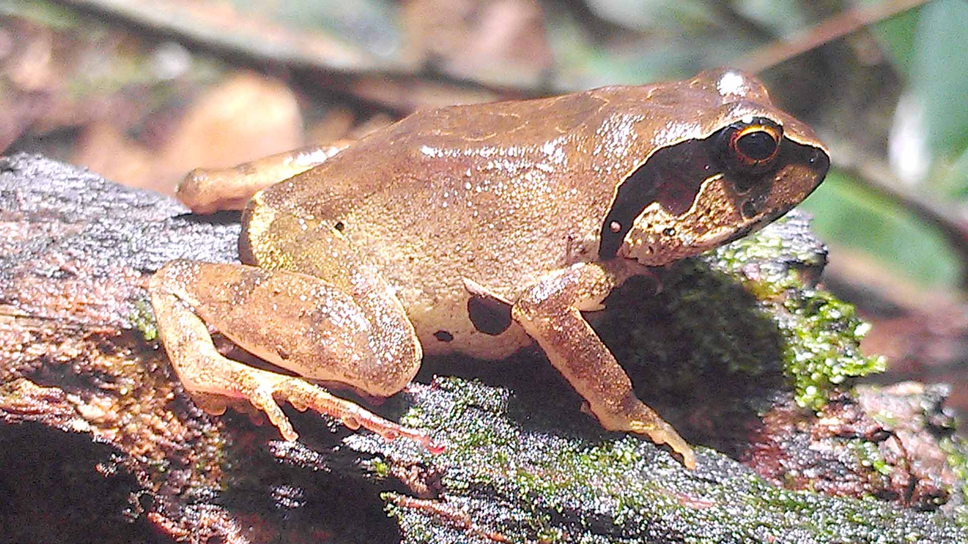 Arthroleptis krokosua