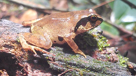Giant Squeaker Frog