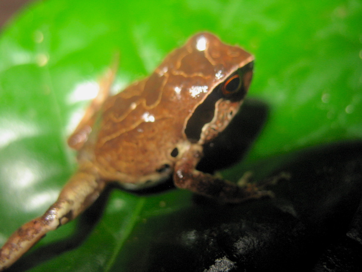 Arthroleptis krokosua juvenile