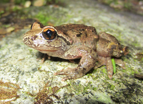 Ascaphus-truei tailed frog British Columbia BC