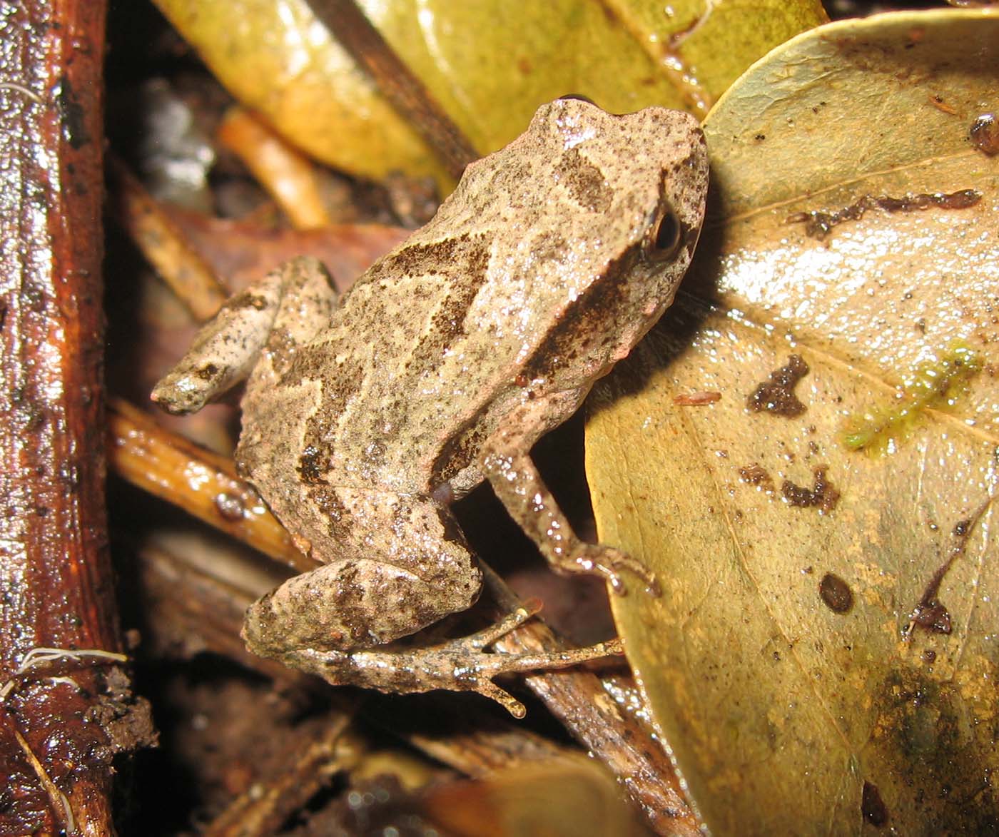 Assa darlingtoni Marsupial Frog