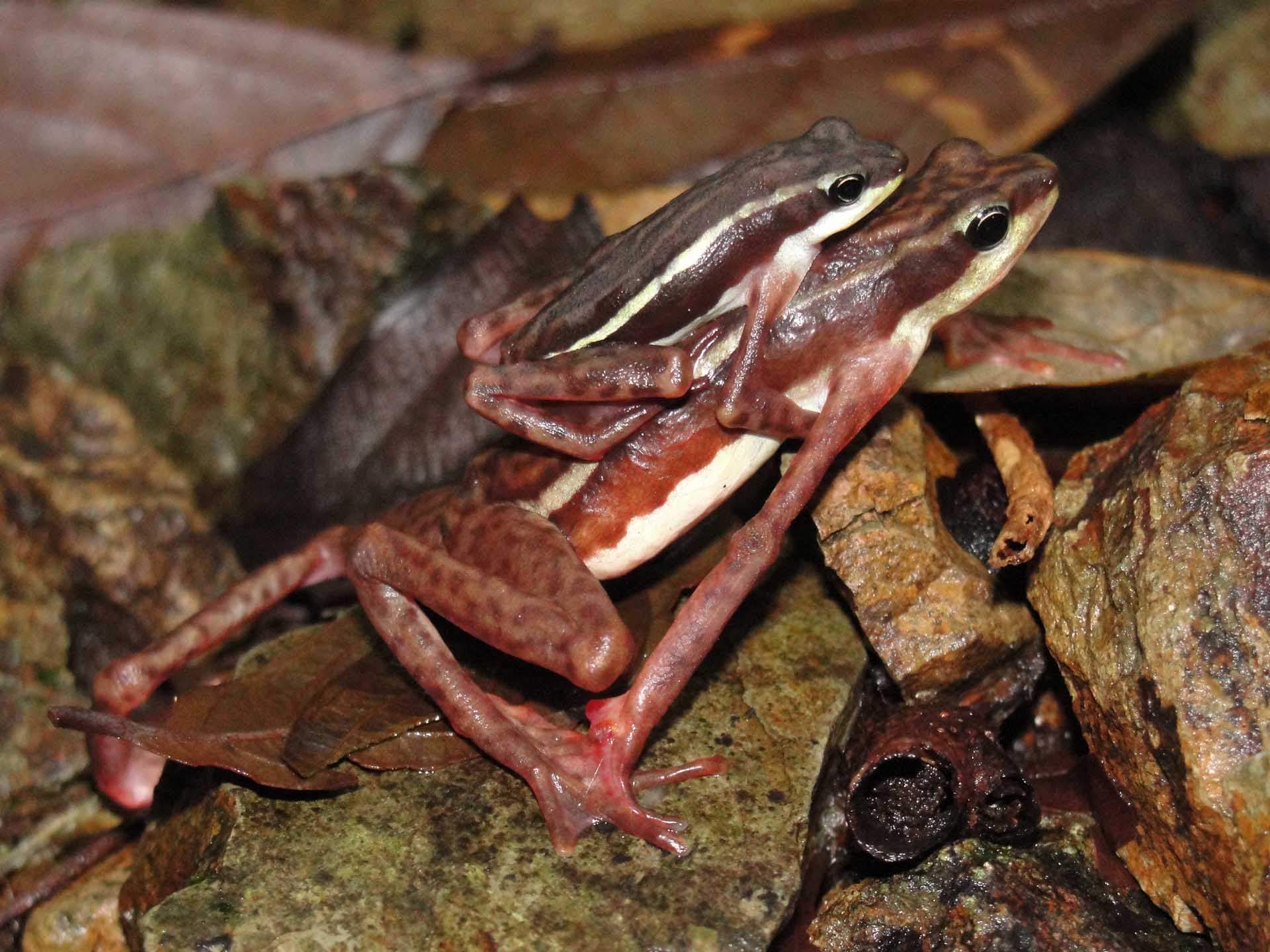 Atelopus elegans