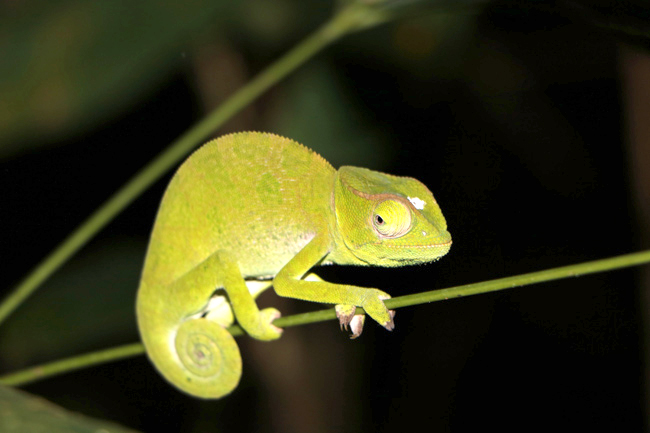 Chameleon Ghana
