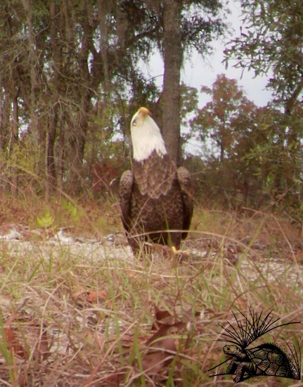 Bald Eagle Looking Up WM
