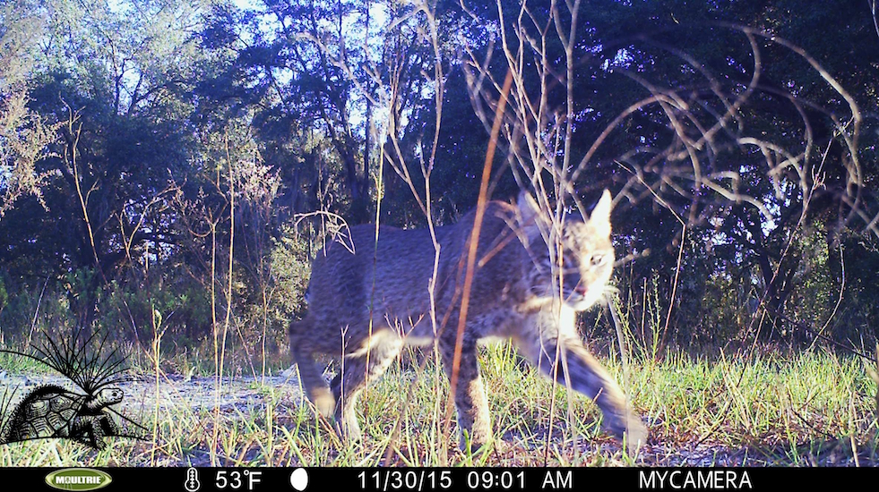 Bobcat on camera trap WM