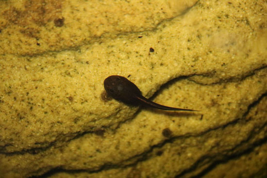 Bokermannohyla martinsi tadpole