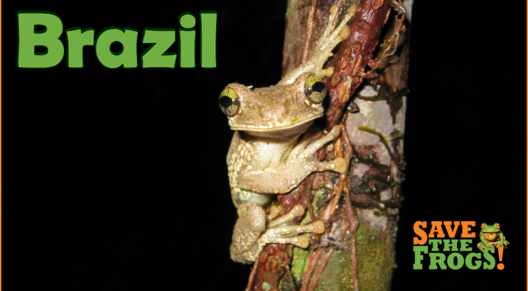 Brazil amphibians course
