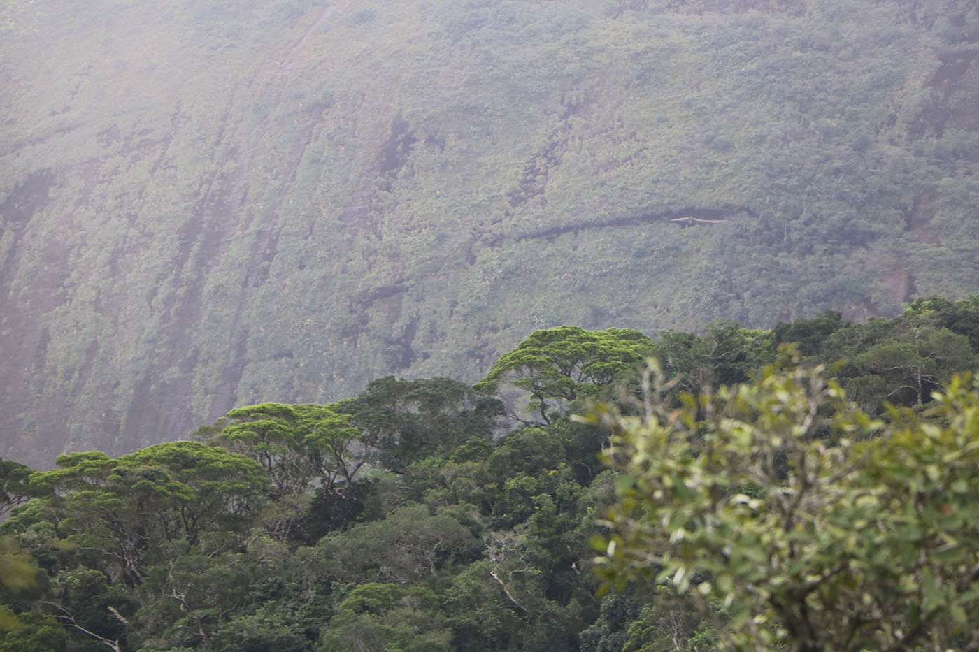 Brazil Rio Parque Tijuca Mountains Atlantic Forest 1400