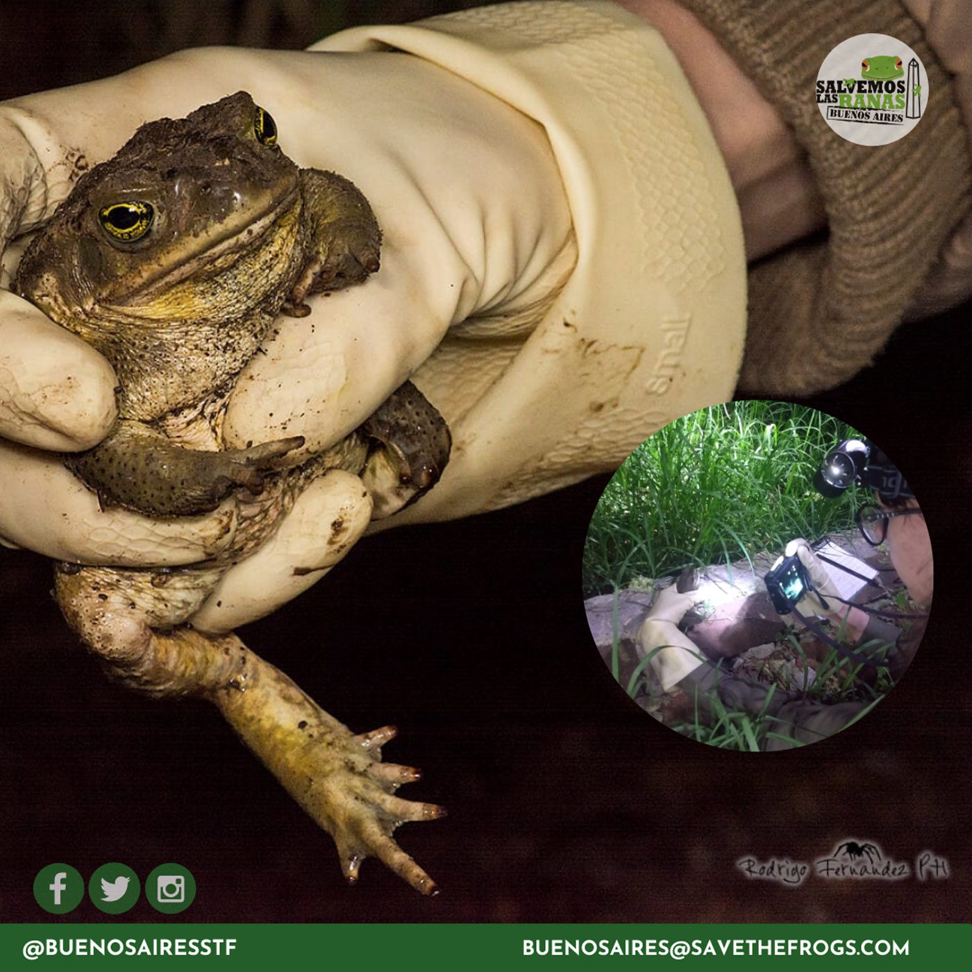 Buenos Aires Toad Sapo