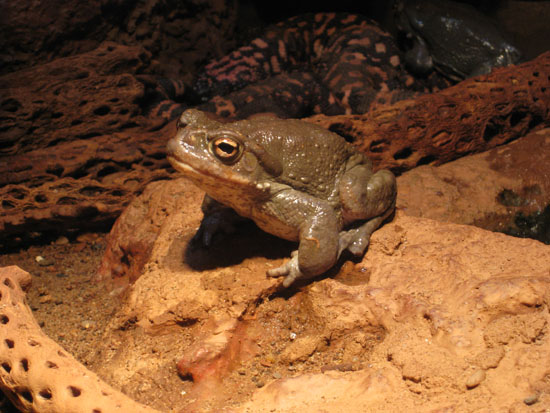 Bufo alvareus sonoran desert toad