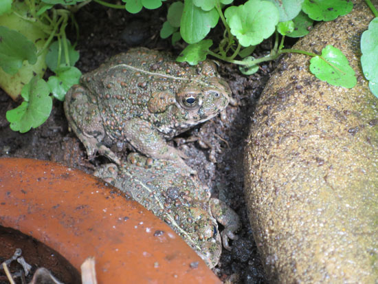 Bufo boreas