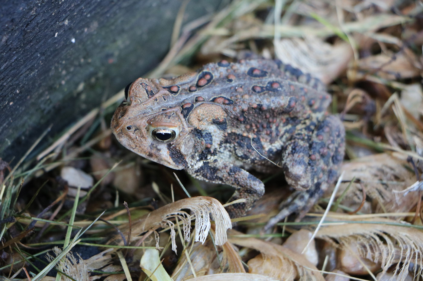 Bufo fowleri - Fowlers Toad - Virginia