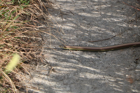 brazil snakes