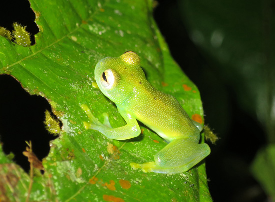 Glass Frogs Costa Rica