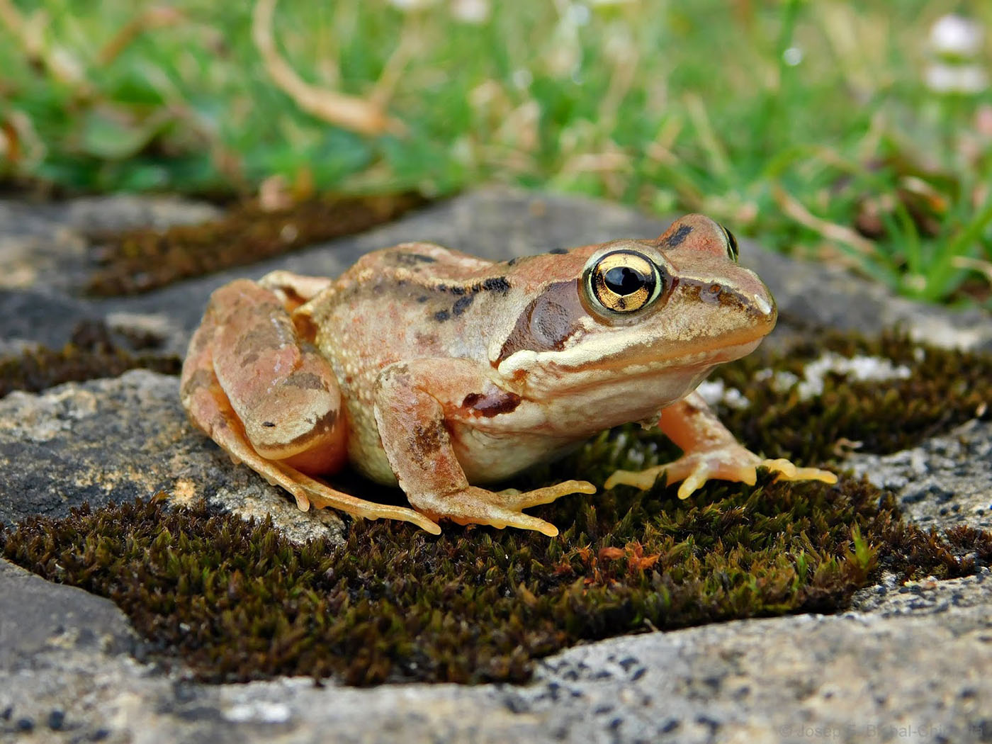 Common Frog - Rana temporaria - Paleoherpetologia