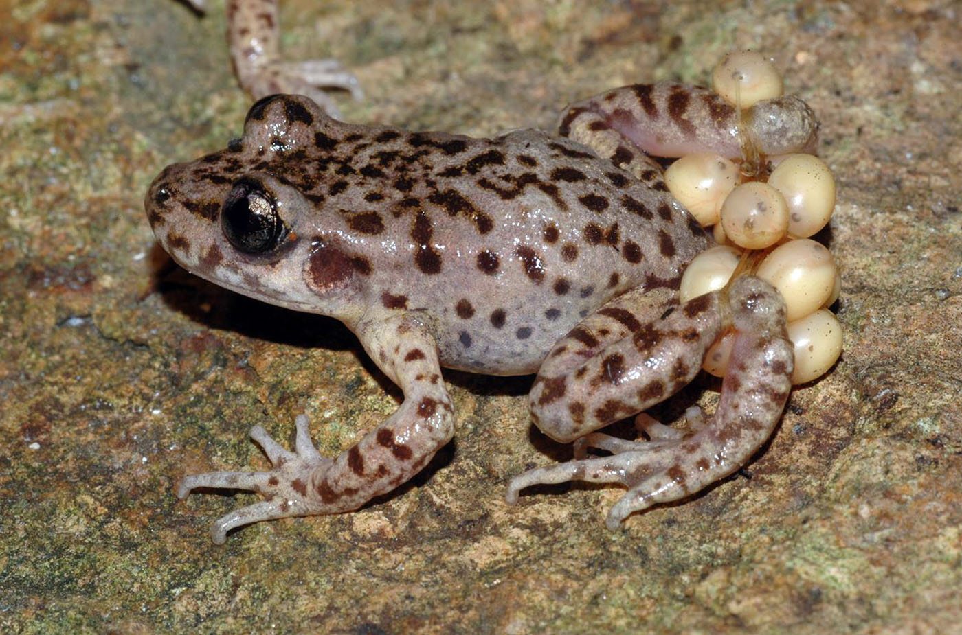 Common Midwife Toad - Alytes muletensis - Samuel Pinya