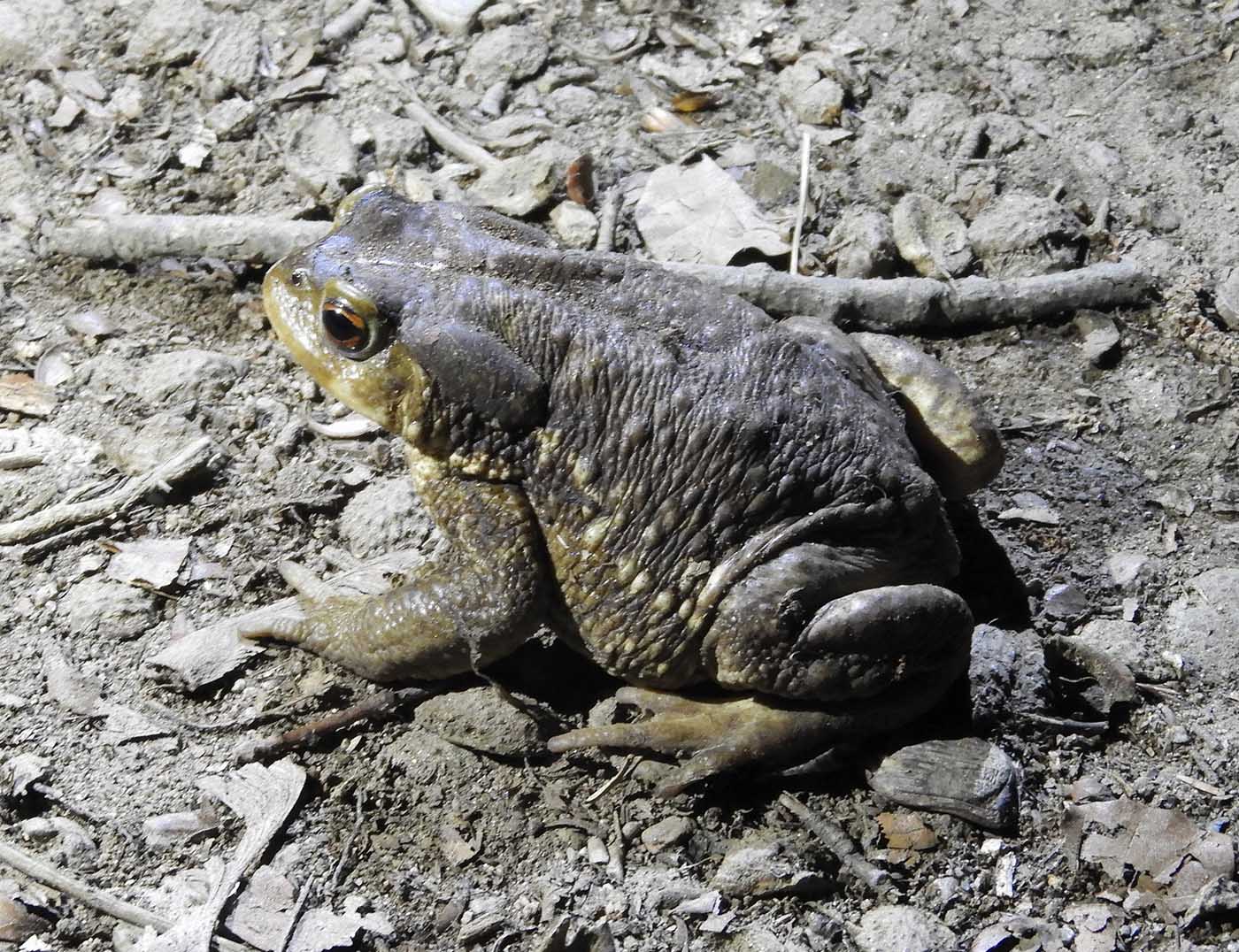 Common Toad - Bufo bufo - Sara Abad