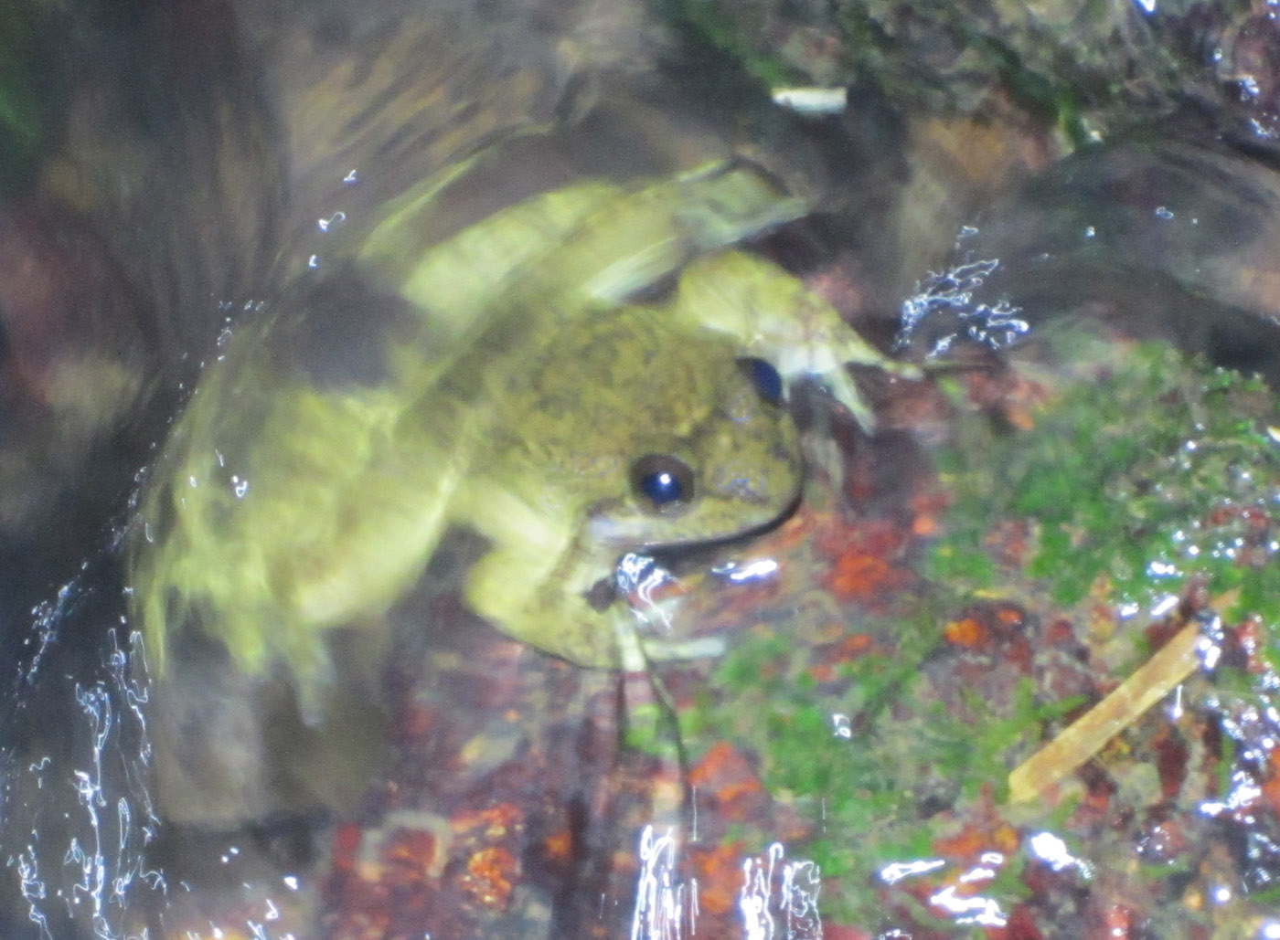 Togo Slippery Frog