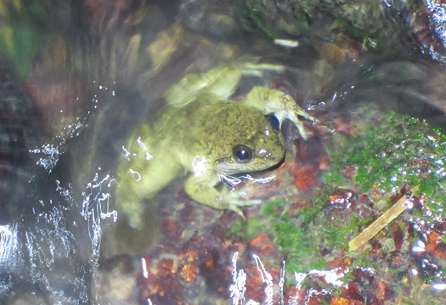 Togo Slippery Frog