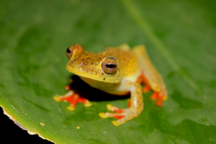 Costa Rica Gladiator Frog