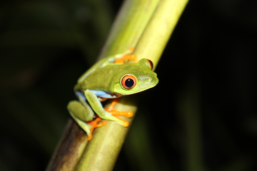 Agalychnis costa rica