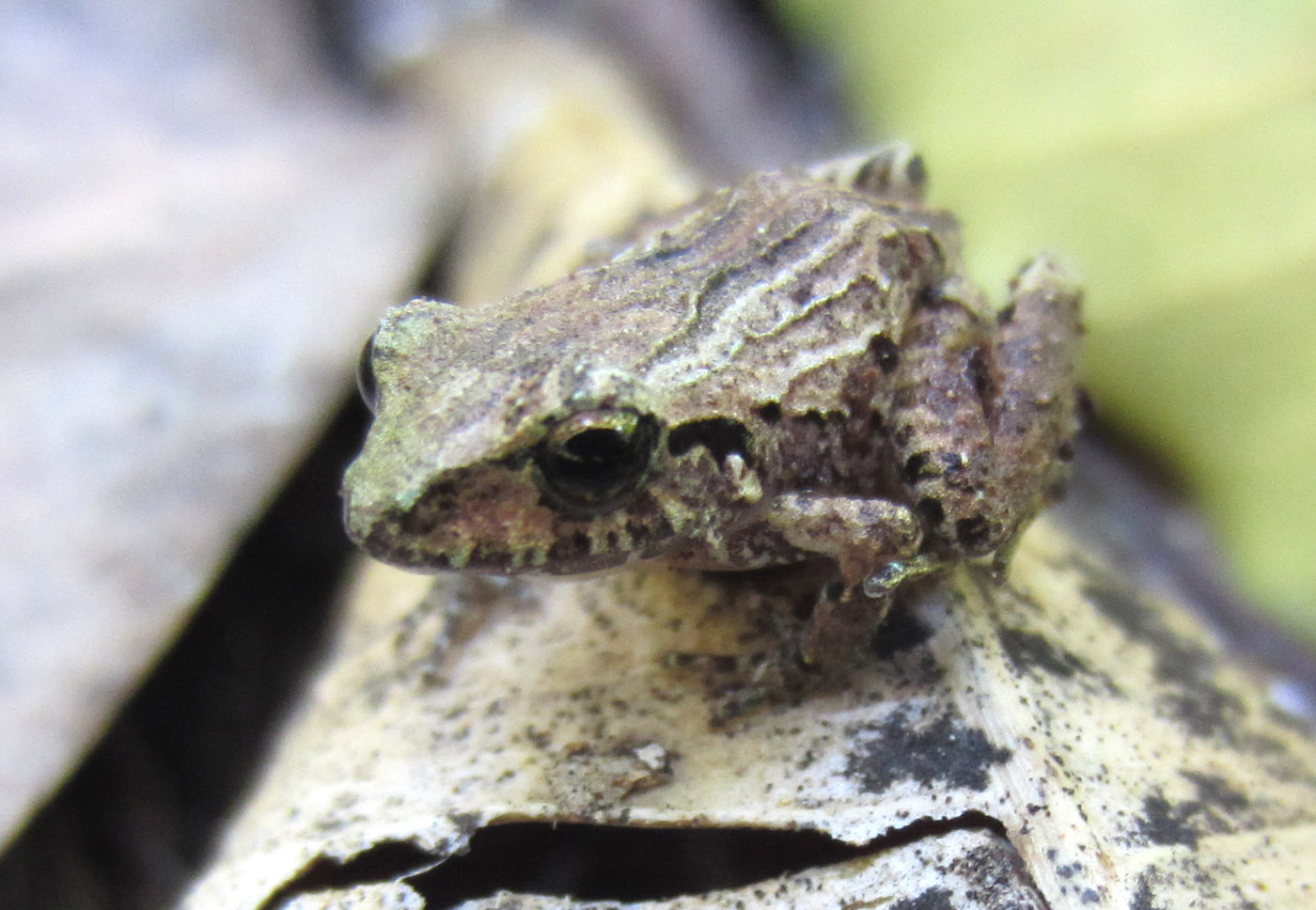 Craugastor rodophis - Chiapas