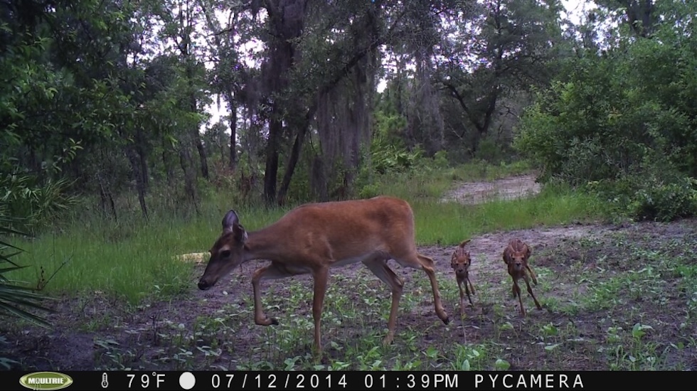 Deer With Juveniles