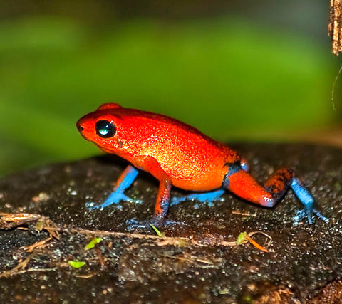 Dendrobates-pumilio-bruce-jones posion dart frog