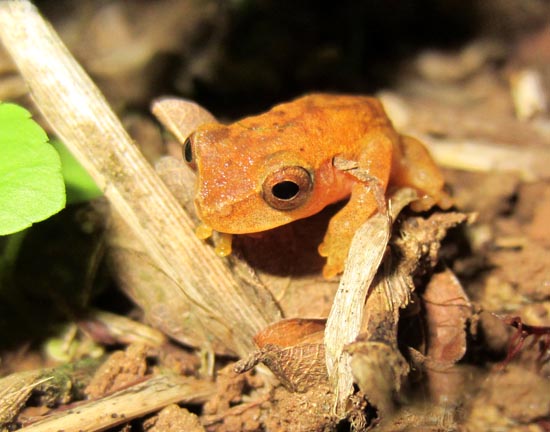 Dendropsophus mathiasoni colombia