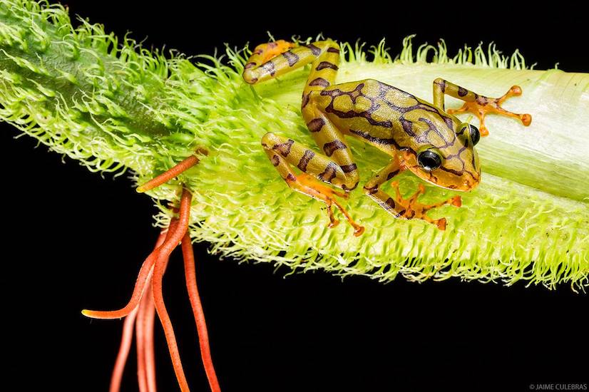 Ecuador Jaime Culebras Pristimantis ornatissimus