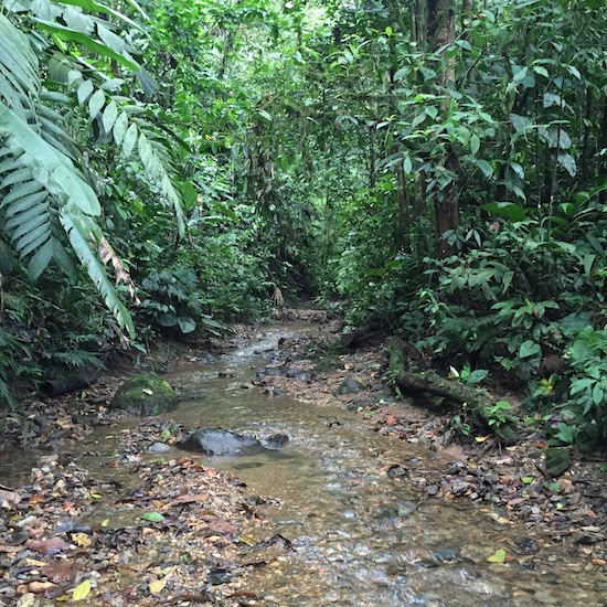 Ecuador cloud forest Chelsea Carson