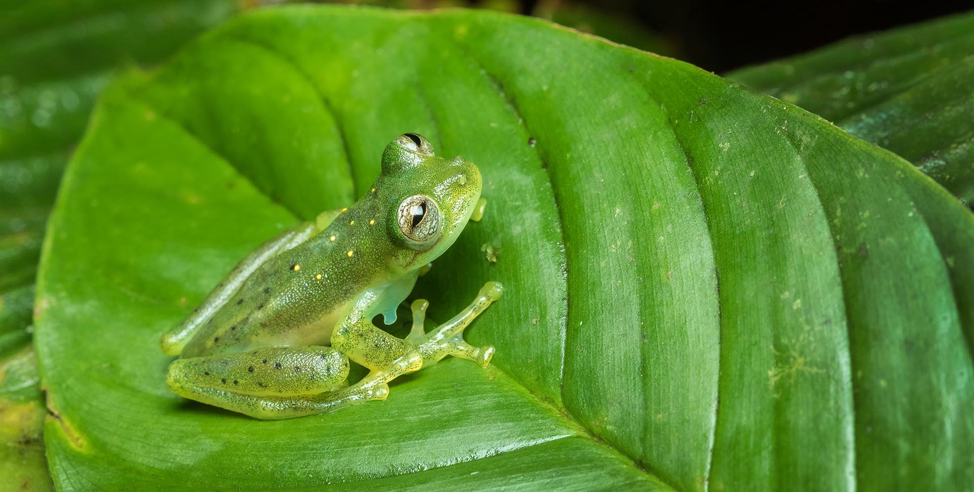 emerald glass frog ecuador