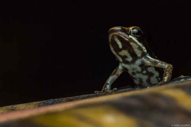 ecuador ecotourism