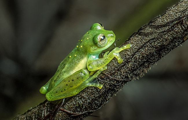 Ecuador Glass Frog