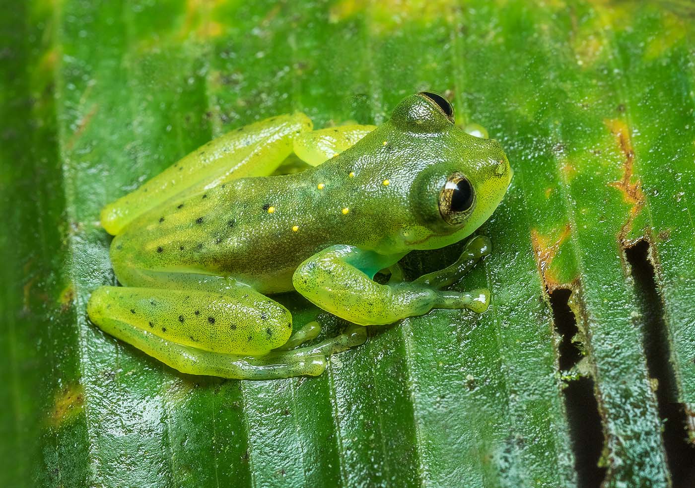Espadarana-prosoblepon-ecuador-ecotour-2017-melvin-grey-5-1400